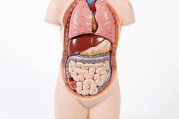 Anatomical Torso Model Small